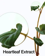 Heartleaf 70 Daily Lotion